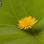 Descubre cómo tomar fotos macros con estos consejos y trucos