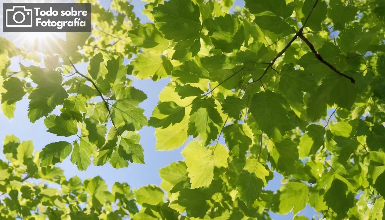 Filtro de la luz solar a través de hojas en un recipiente de árbol, cámara afilada para fotografiar detalles de naturalezas; follaje verde vibrante contrastado con el fondo claro del cielo azul; sensor de formato RAW expuesto a condiciones de luz naturales óptimas; disparo de cierre revelando la textura de la corteza o las venas individuales de hoja