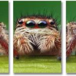 Técnicas para fotografiar insectos de cerca: consejos y trucos