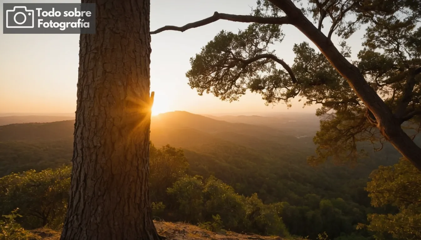 trípode de madera, paisaje natural, tonalidades de puesta del sol, lente de ángulo amplio, foros borrosos y fondo, punto focal agudo en una rama del árbol, perspectiva de nivel visual, iluminación natural, percepción de profundidad, equilibrio de composición de imagen